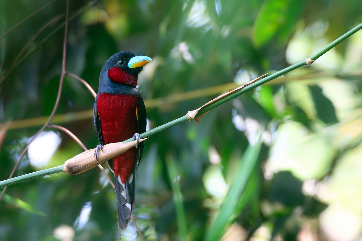 Black-and-red Broadbill (Black-and-red) - ML641375505