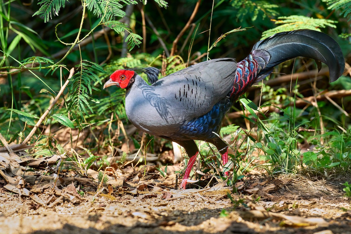 Siamese Fireback - ML641375507