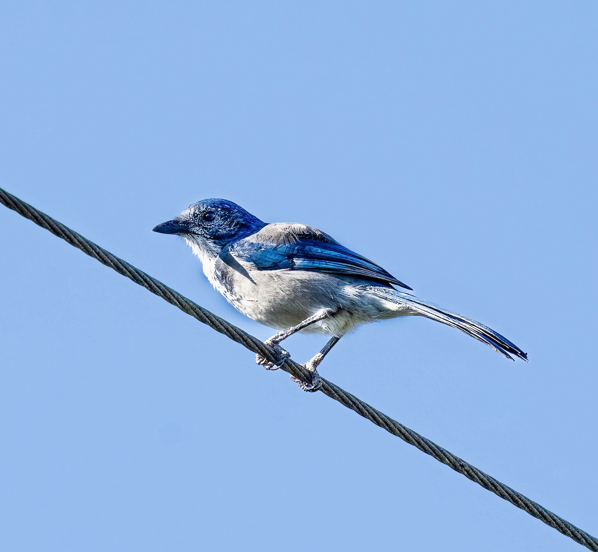 California Scrub-Jay - ML641375512