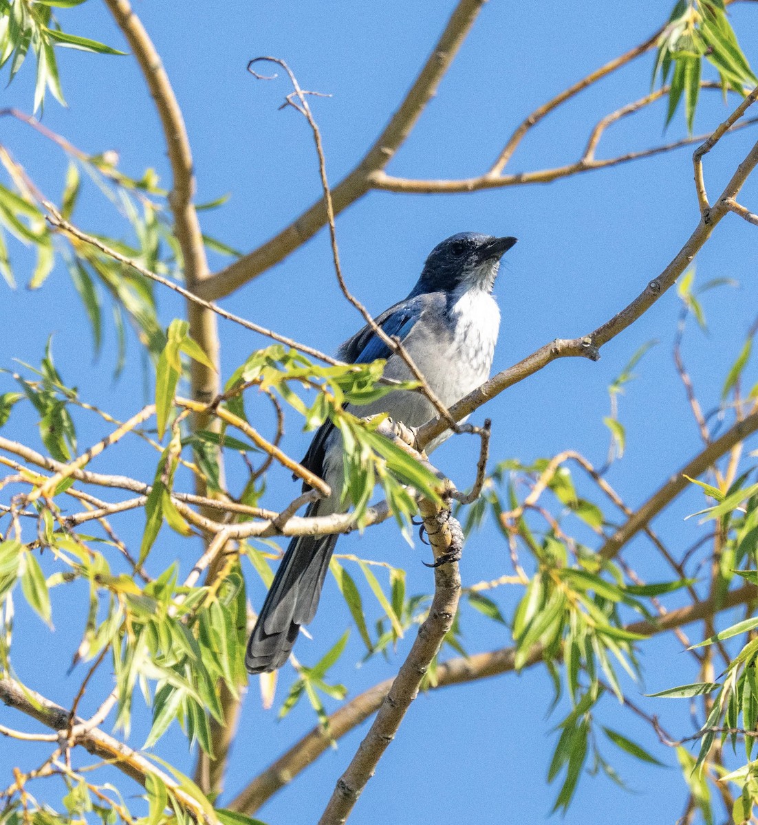 California Scrub-Jay - ML641375513