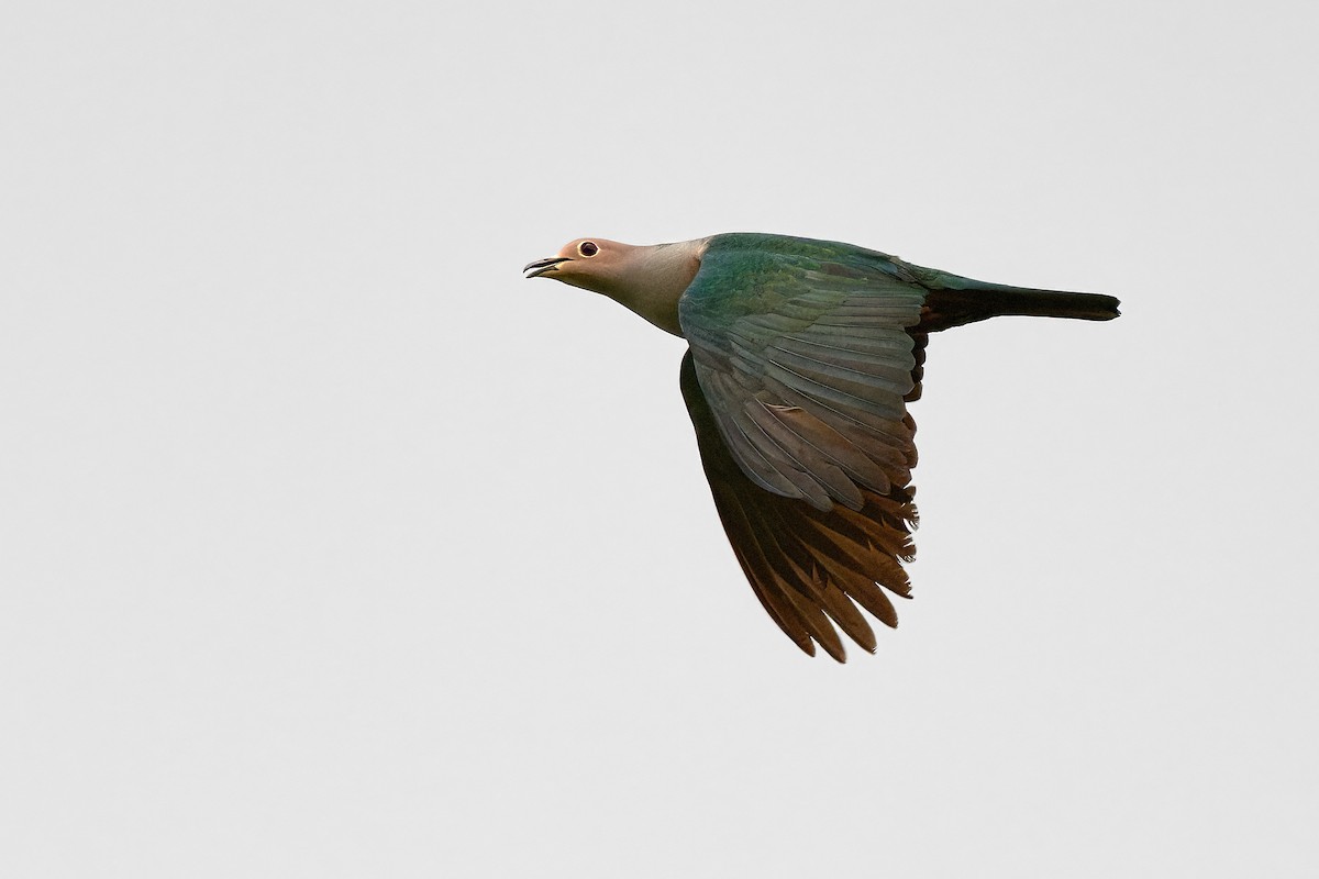 Green Imperial-Pigeon - ML641375515