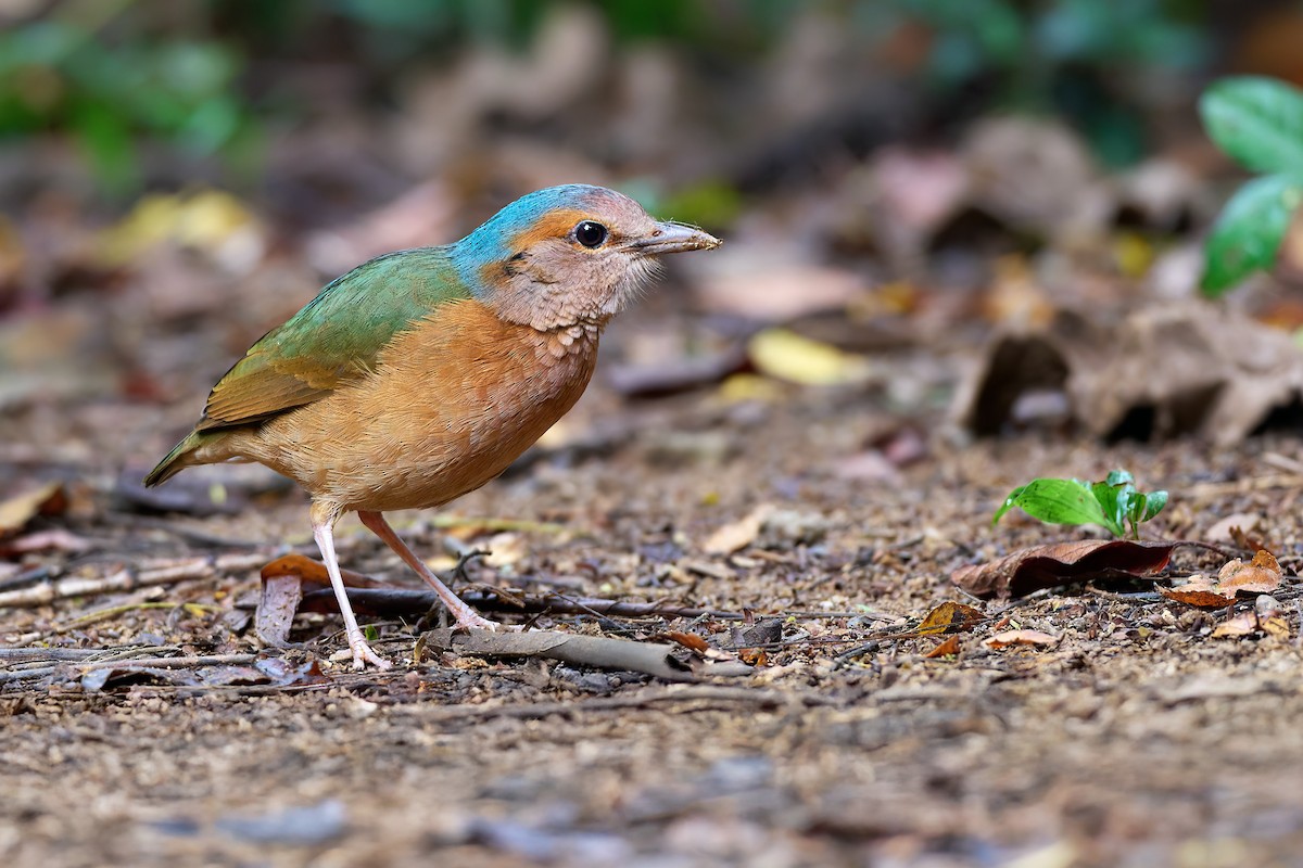Blue-rumped Pitta - ML641375521