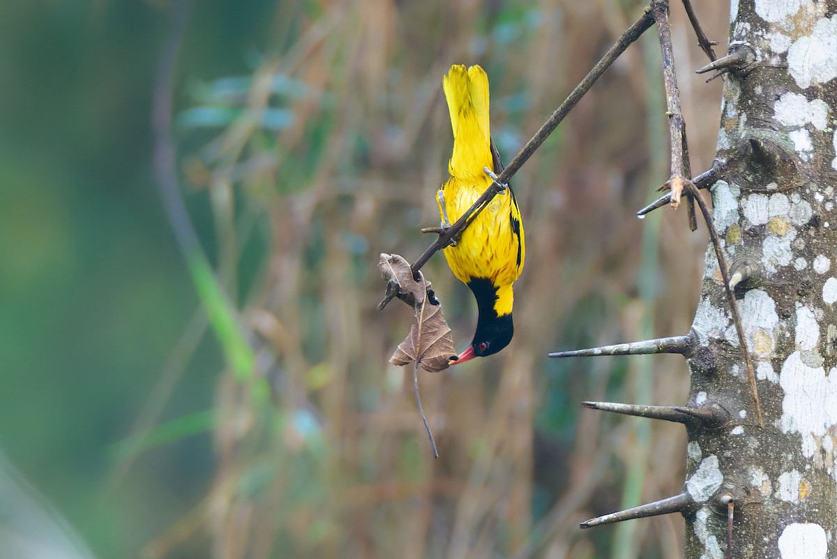Black-hooded Oriole - ML641375525
