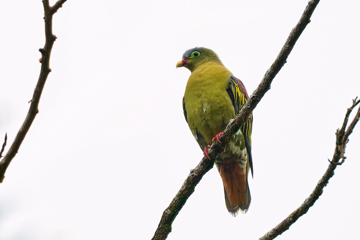 Thick-billed Green-Pigeon - ML641375527