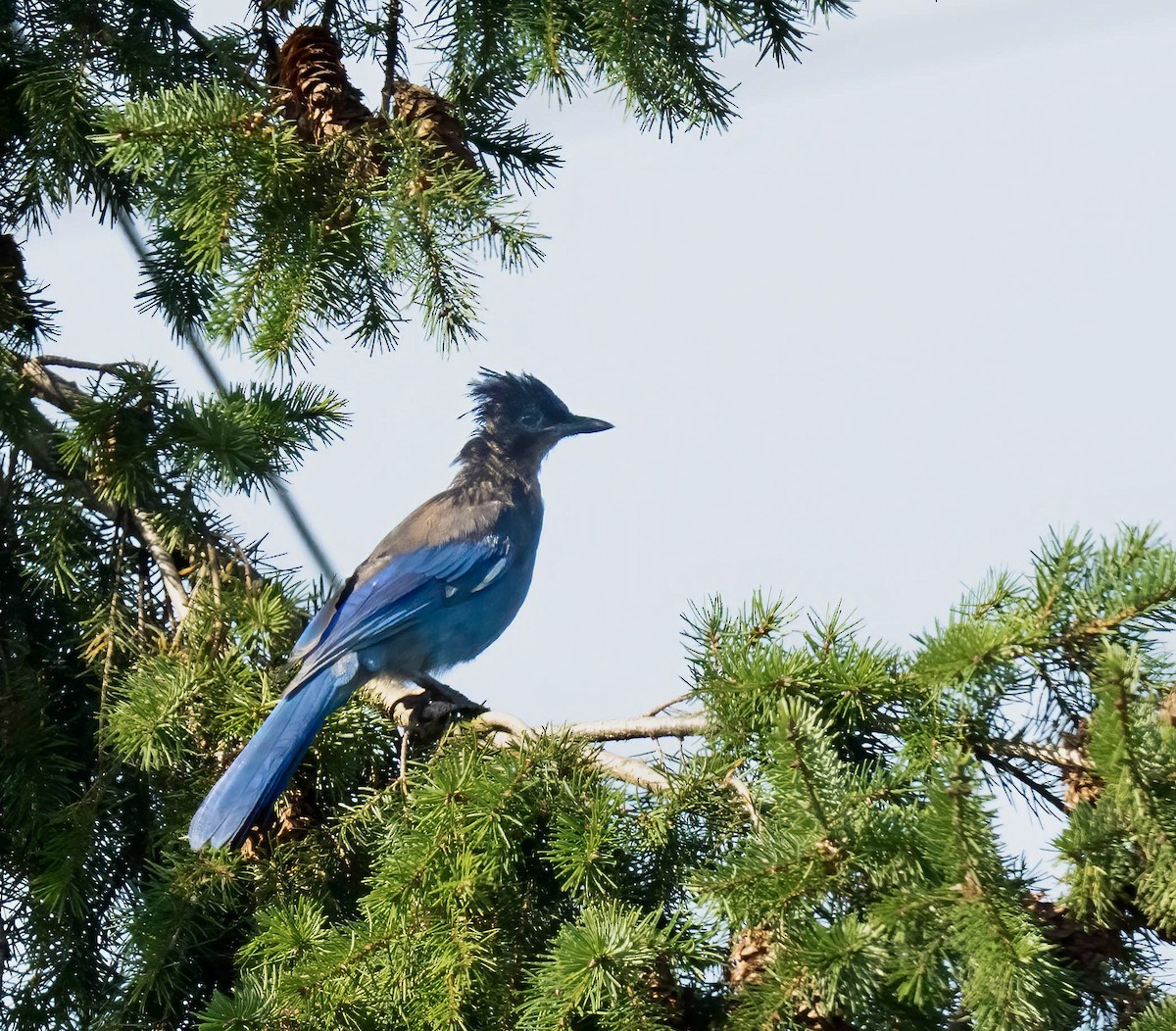 Steller's Jay - ML641375537