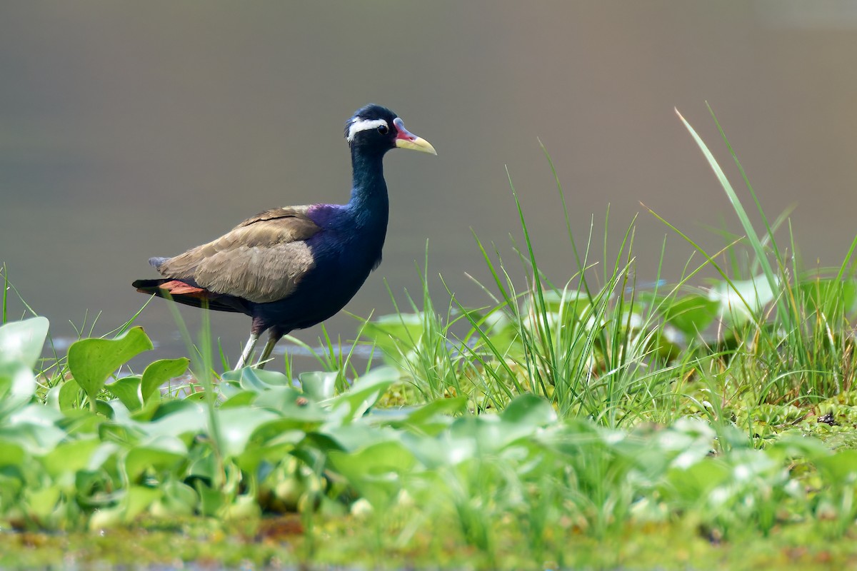 Bronze-winged Jacana - ML641375539