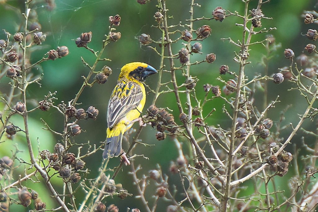 Asian Golden Weaver - ML641375541