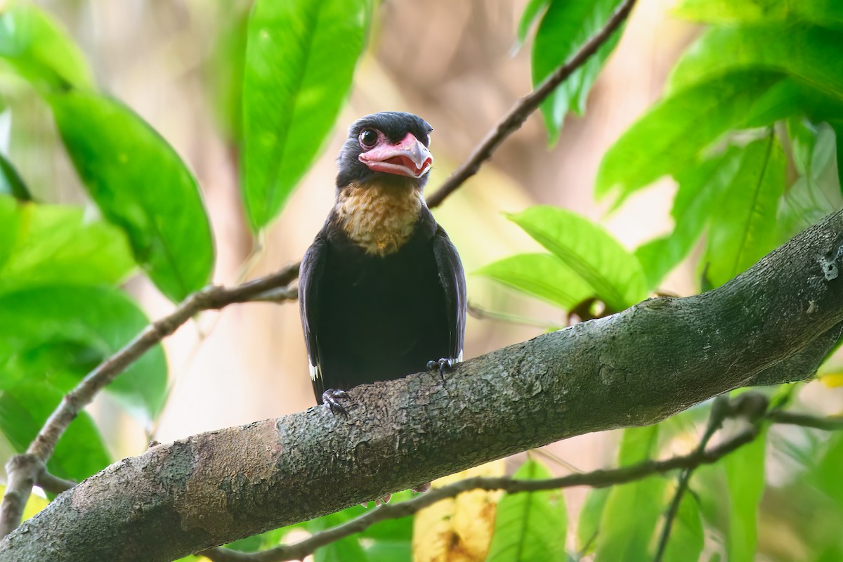 Dusky Broadbill - ML641375548