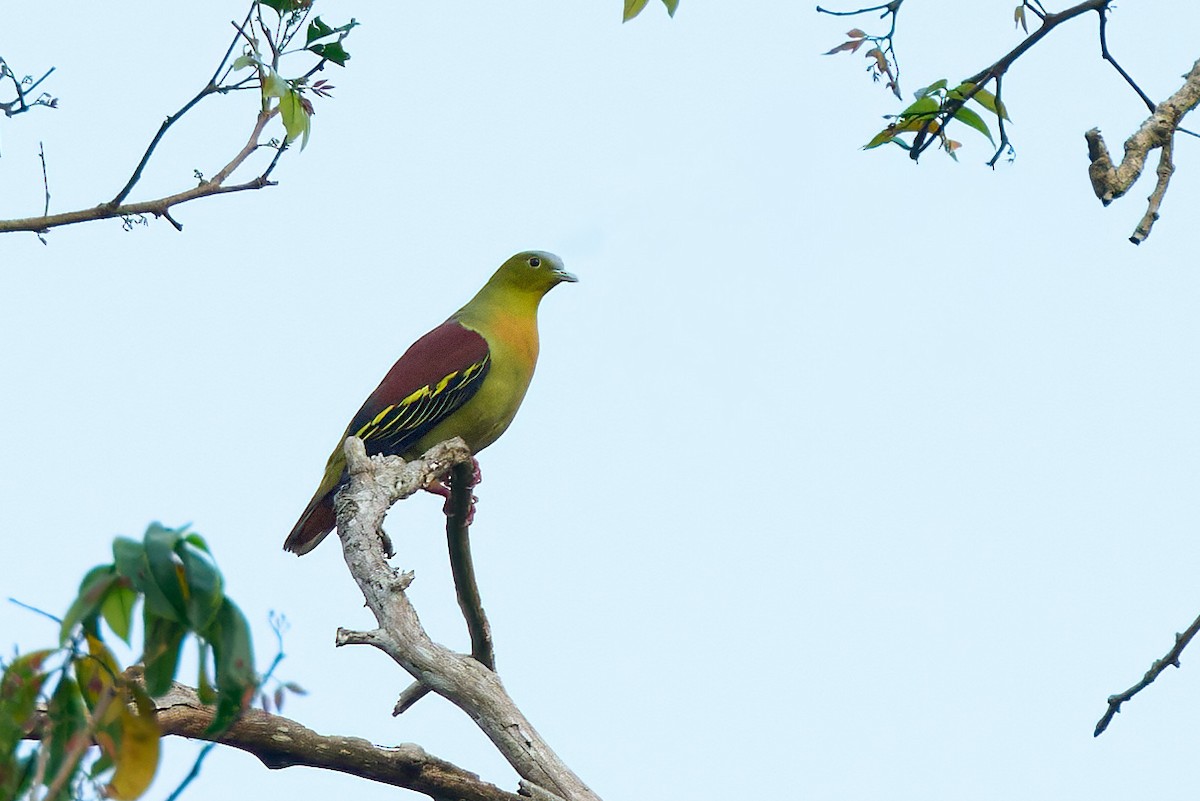 Ashy-headed Green-Pigeon - ML641375549