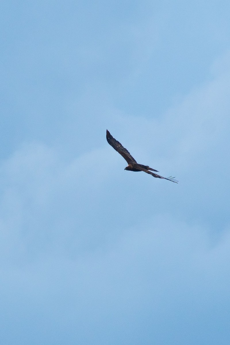 kongeørn - ML641375552