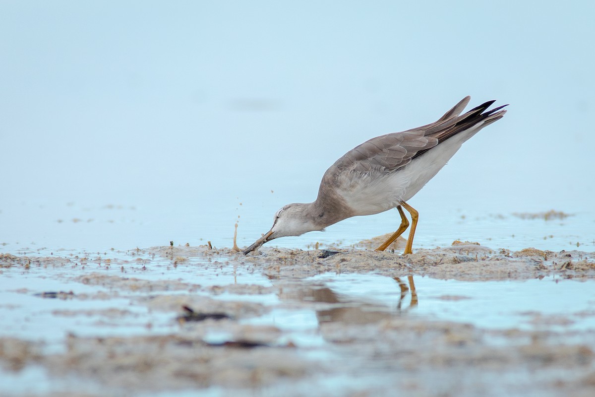 sibirvandresnipe - ML641375568