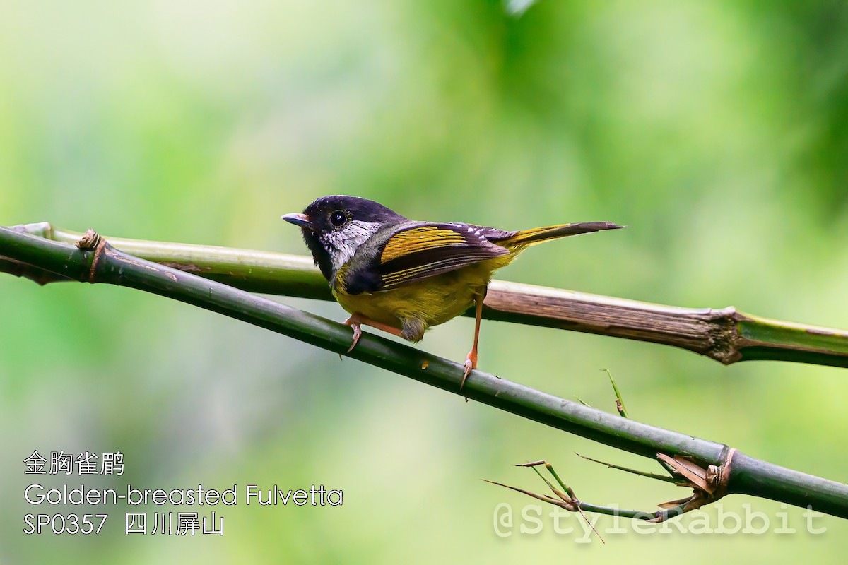Golden-breasted Fulvetta - ML641375588