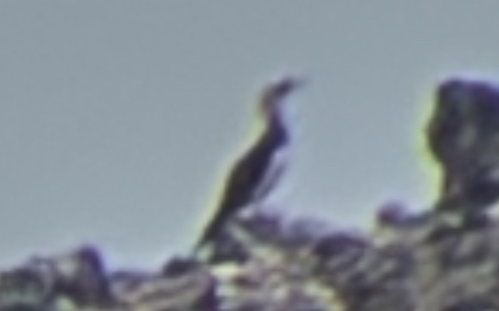 Cocos Booby - ML641375592