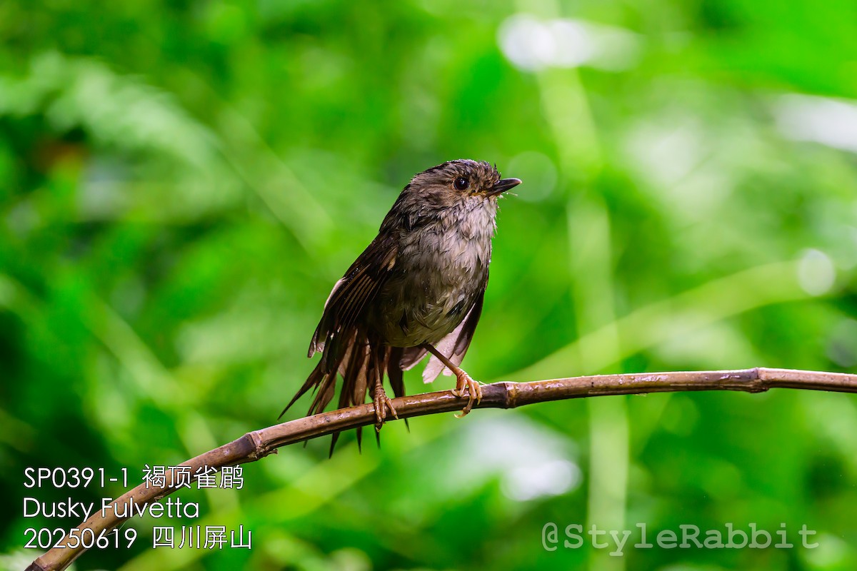 Dusky Fulvetta - ML641375593