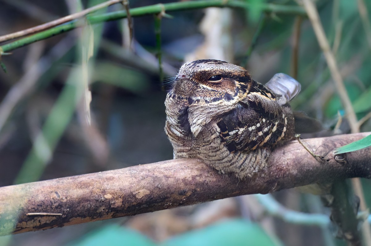Large-tailed Nightjar - ML641375594