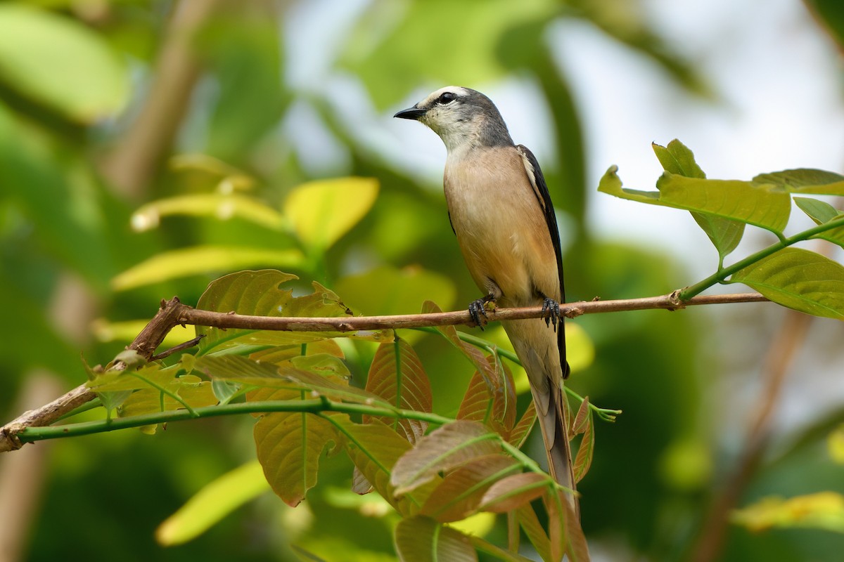 Brown-rumped Minivet - ML641375599