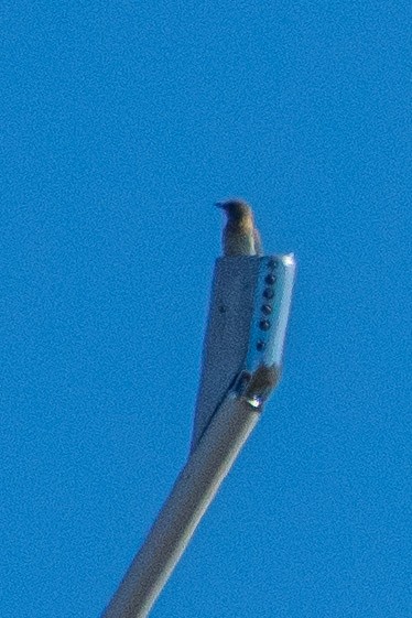 European Roller - ML641375604