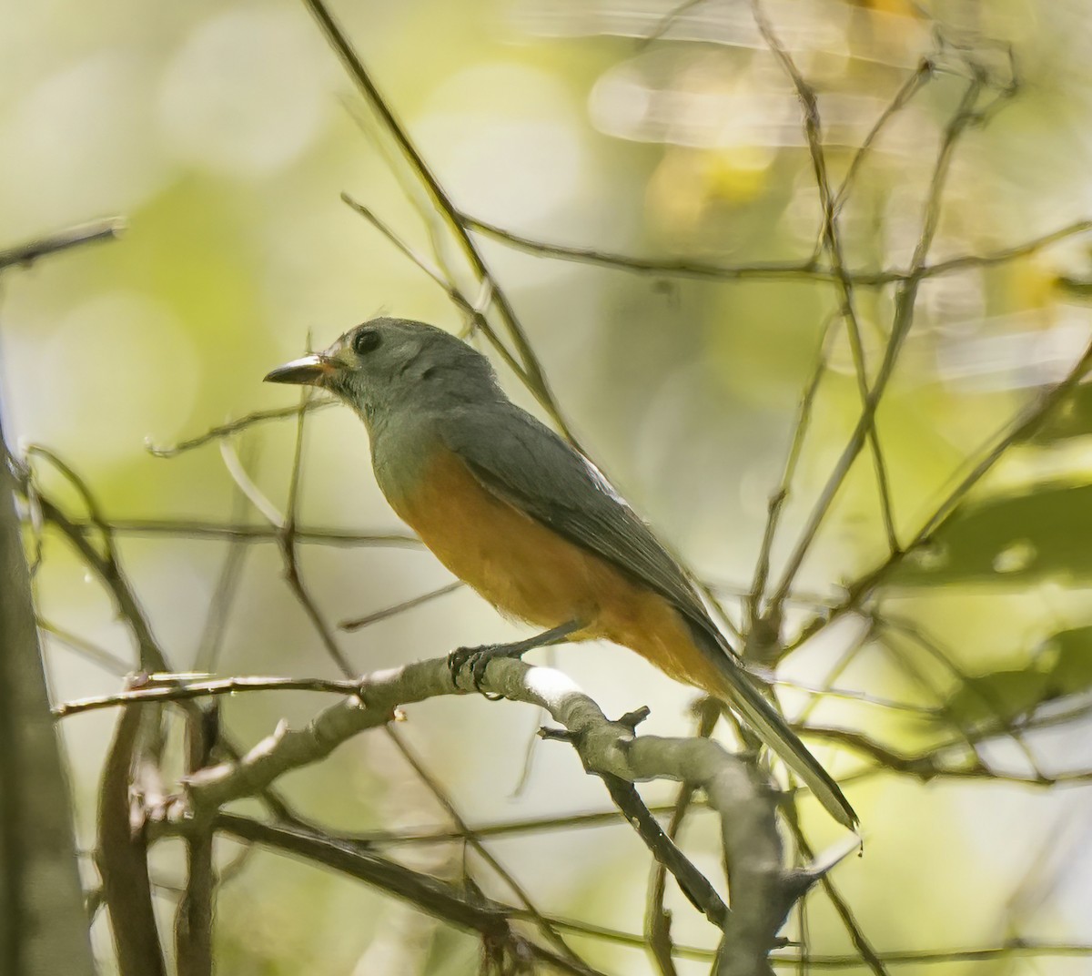 Black-faced Monarch - ML641375608