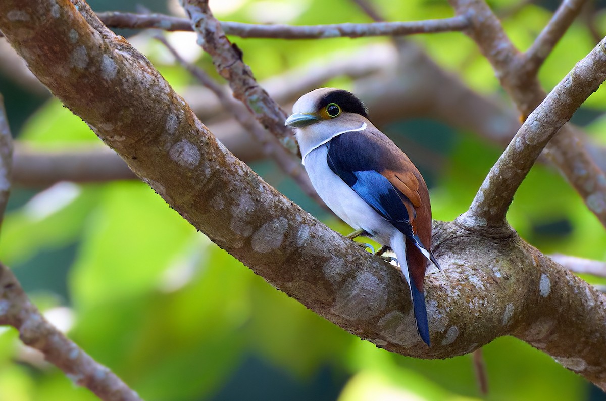 Silver-breasted Broadbill - ML641375630