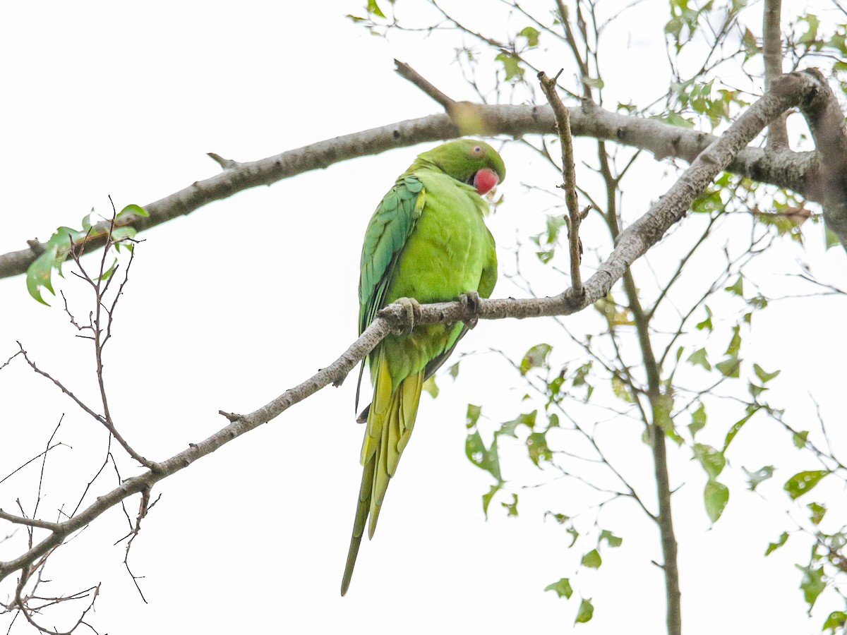 Rose-ringed Parakeet - ML641375631