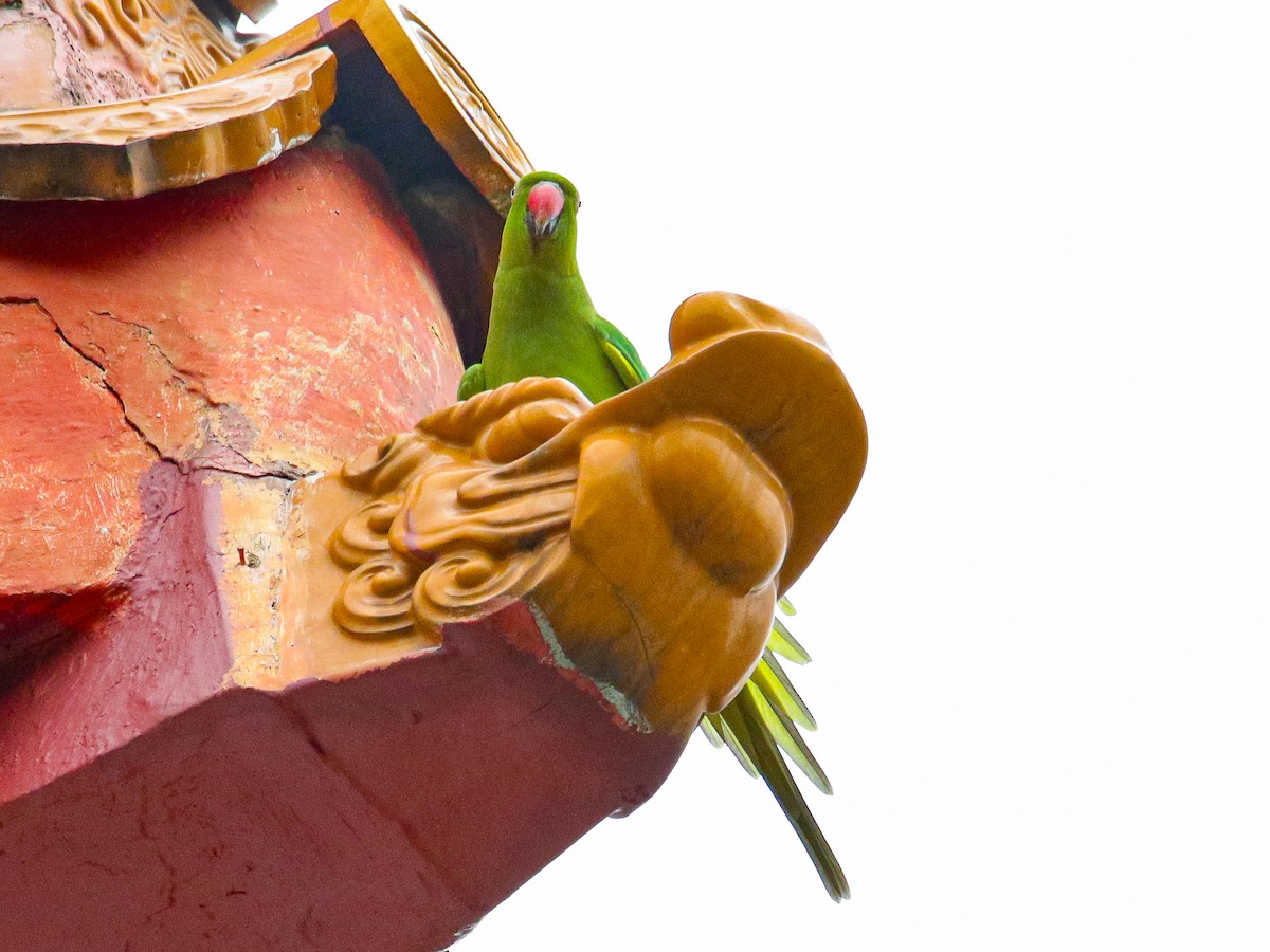 Rose-ringed Parakeet - ML641375632
