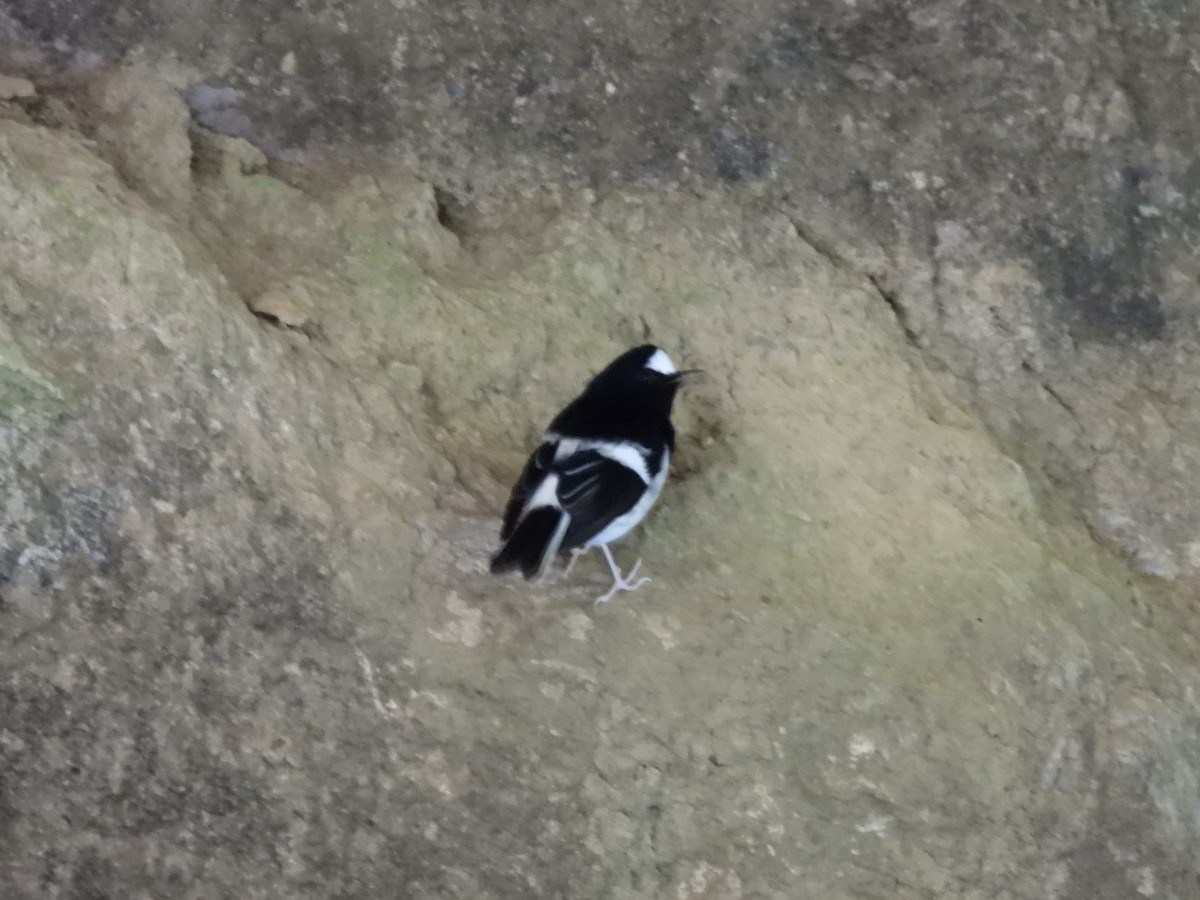Little Forktail - ML641375633
