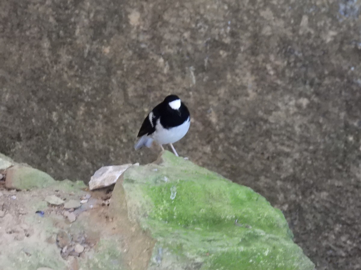 Little Forktail - ML641375634