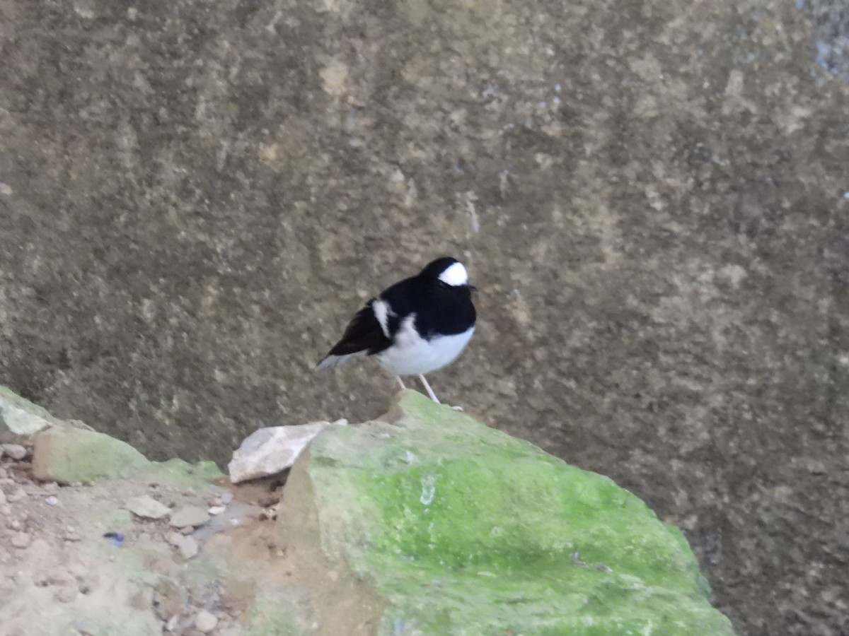 Little Forktail - ML641375636
