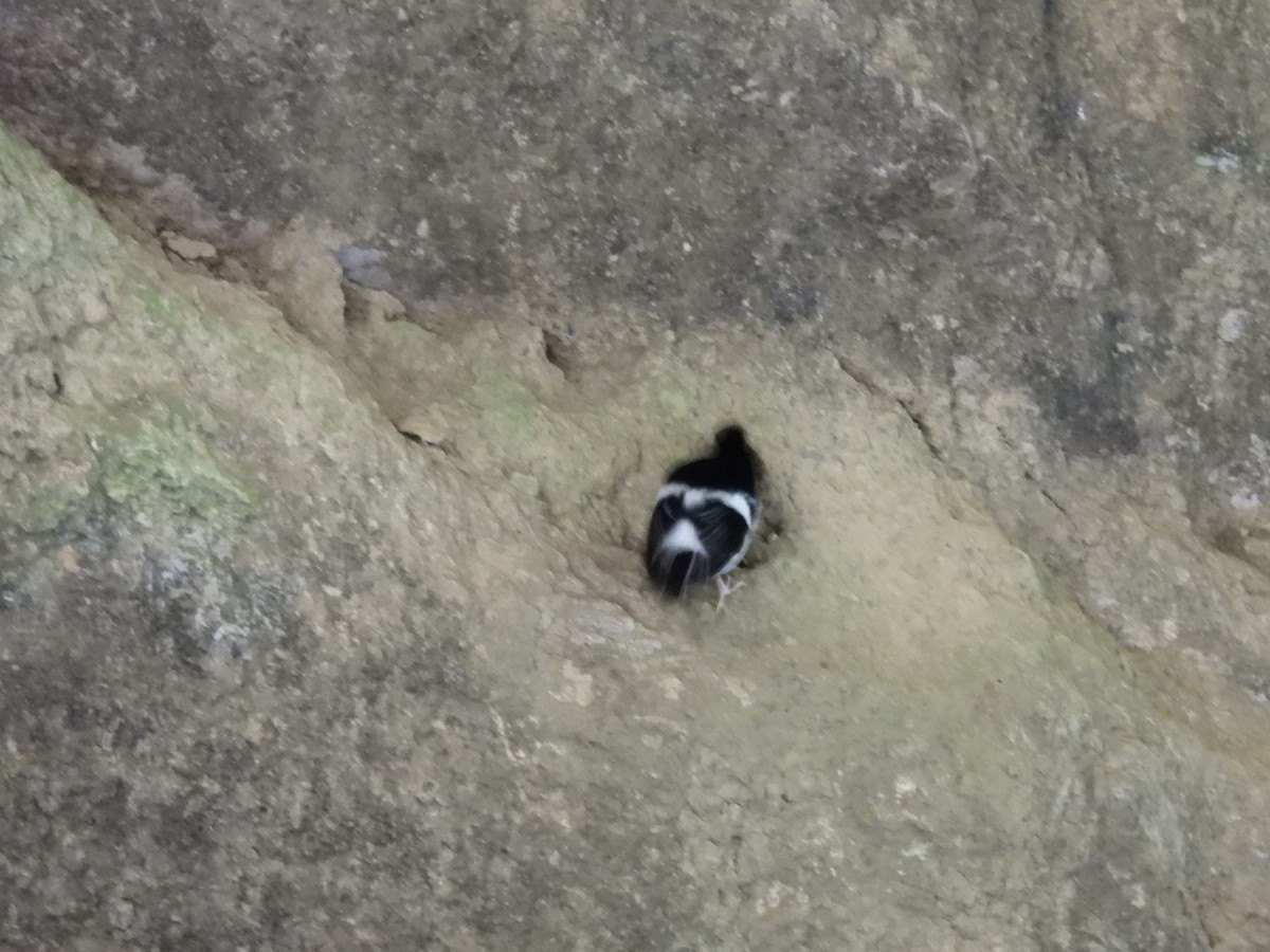 Little Forktail - ML641375637