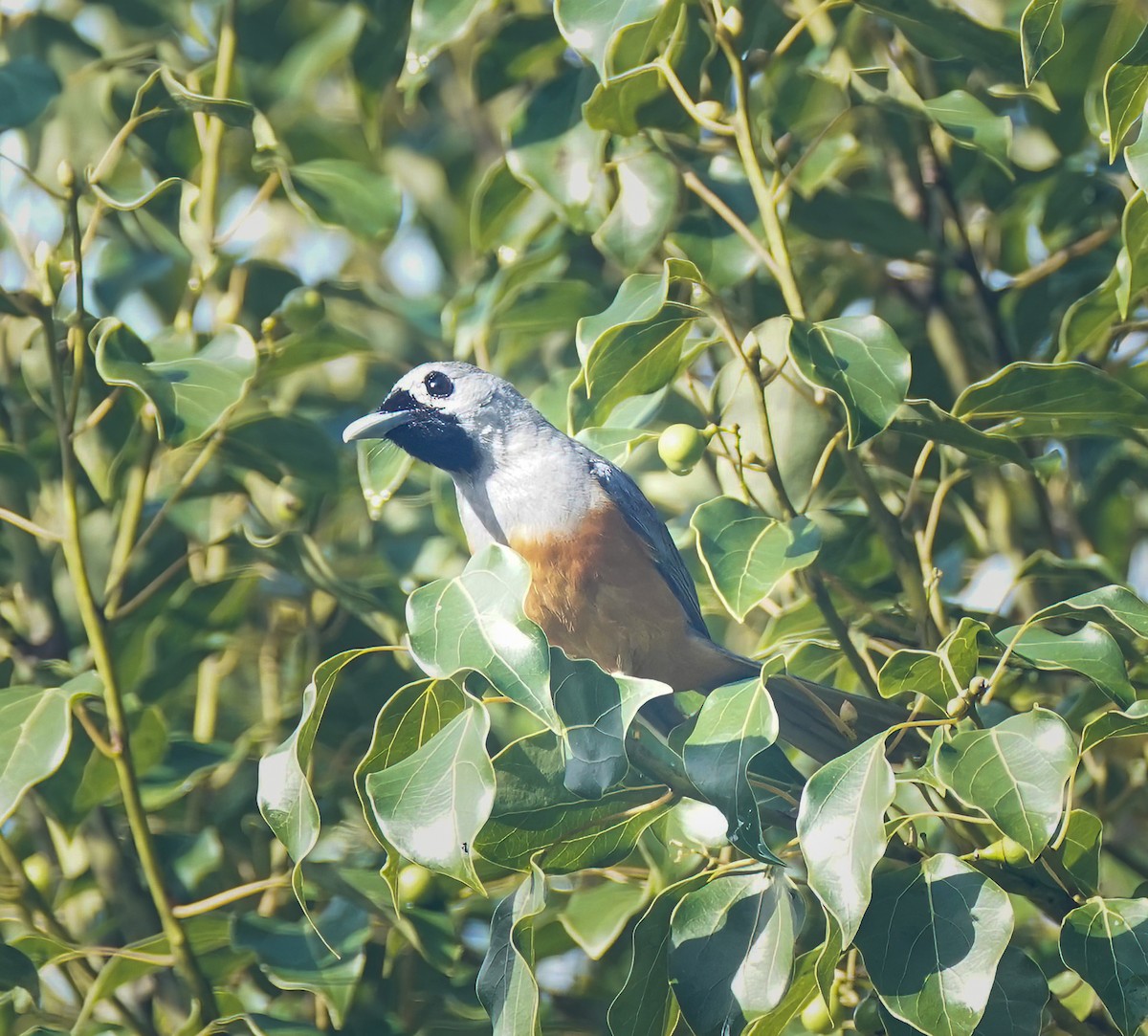Black-faced Monarch - ML641375638