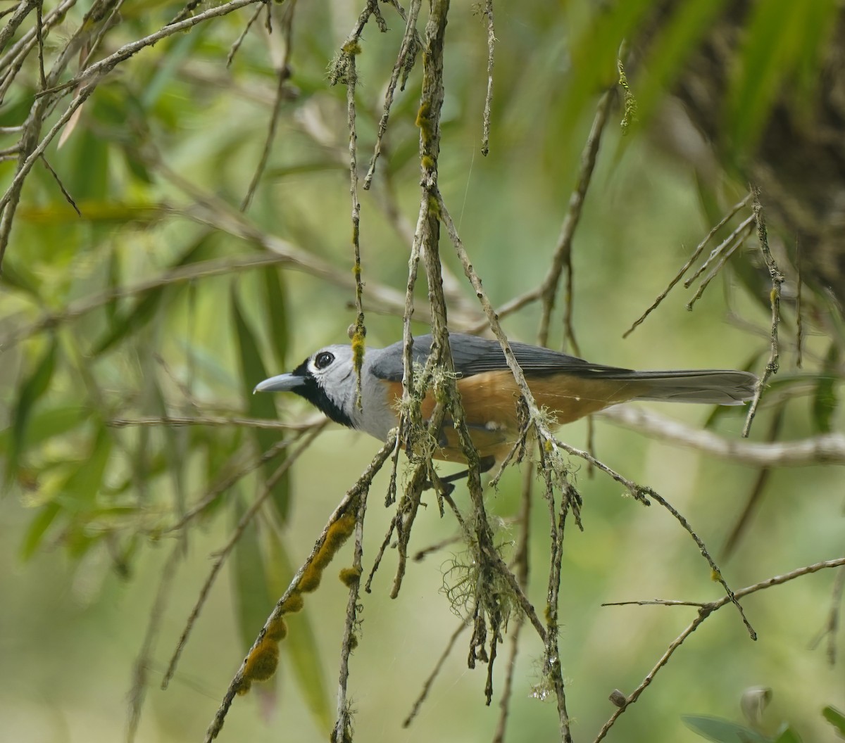 Black-faced Monarch - ML641375639