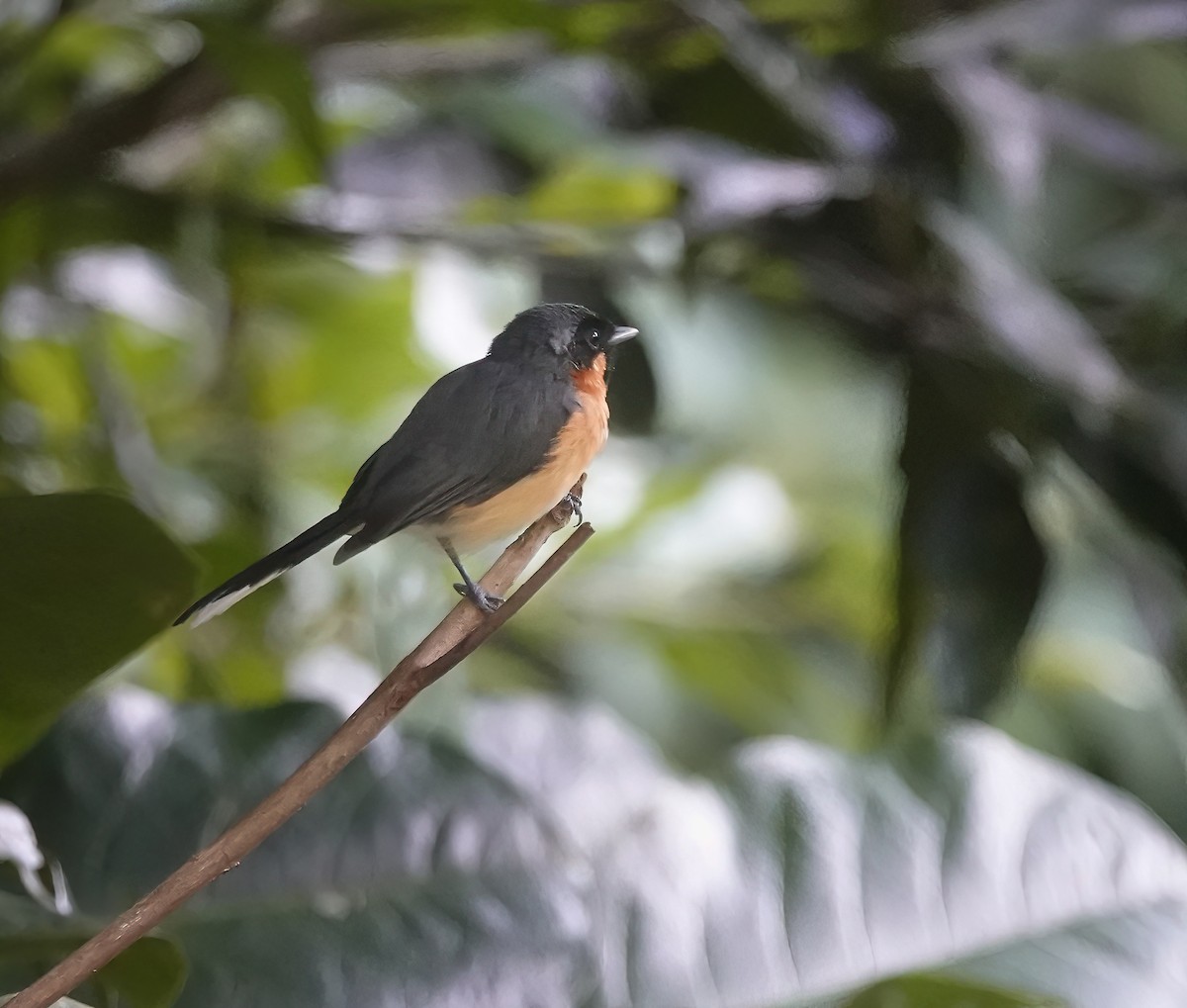 Australian Spectacled Monarch - ML641375663