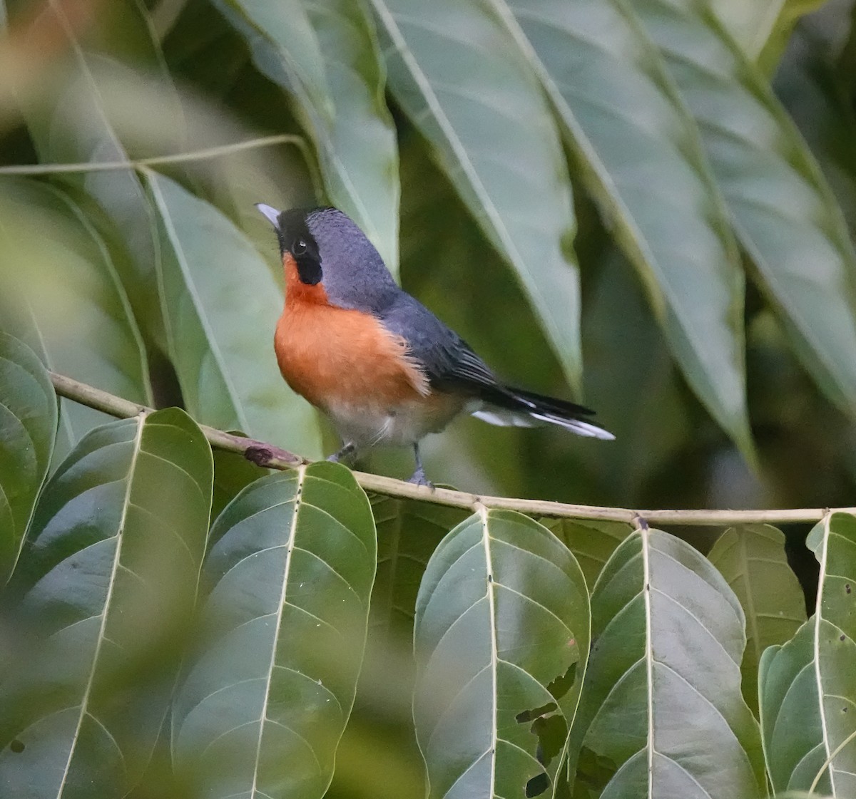 Australian Spectacled Monarch - ML641375664