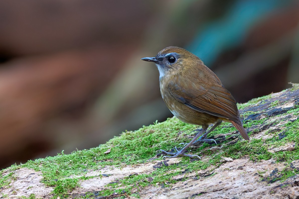 Lesser Shortwing - ML641375675