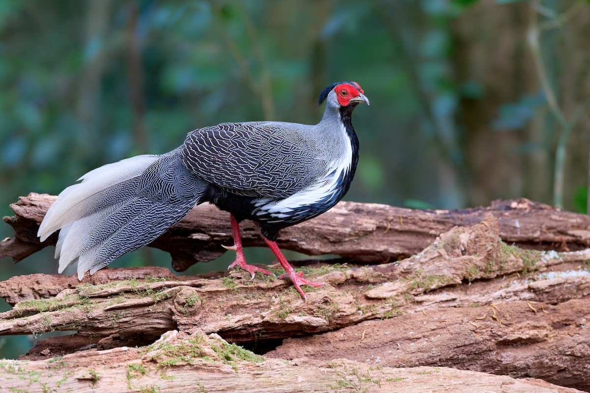 Silver Pheasant - ML641375677