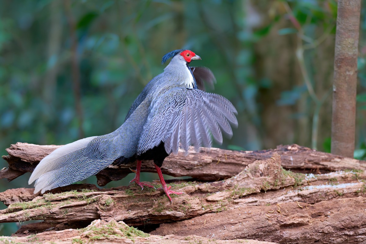 Silver Pheasant - ML641375678