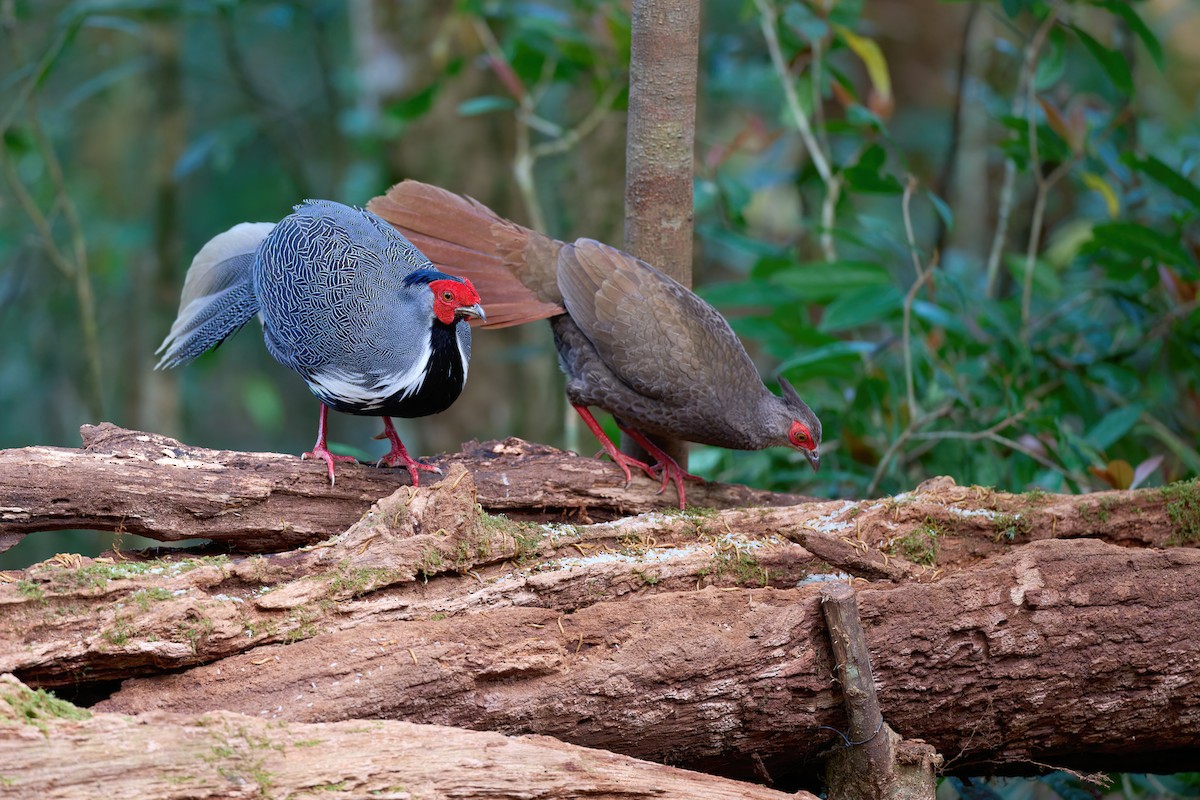 Silver Pheasant - ML641375679