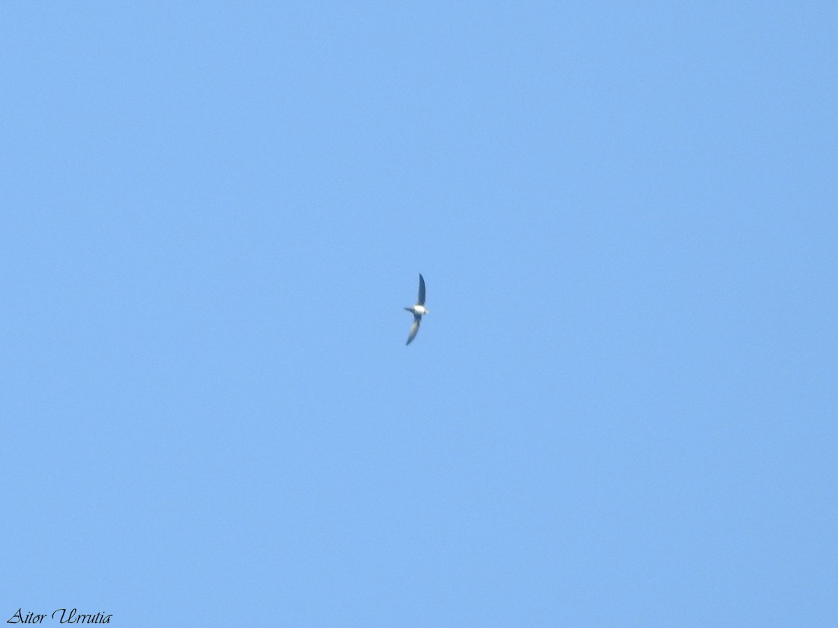 Alpine Swift - ML641375680
