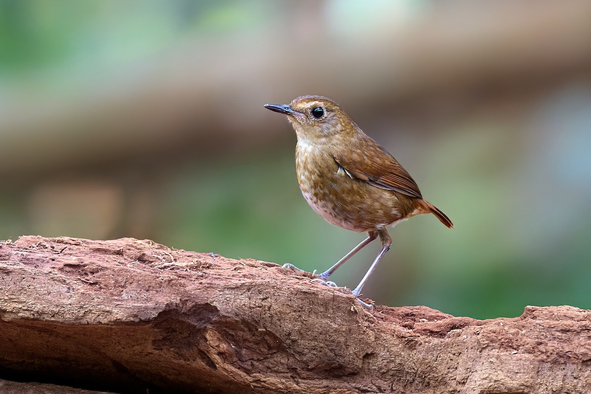 Lesser Shortwing - ML641375697