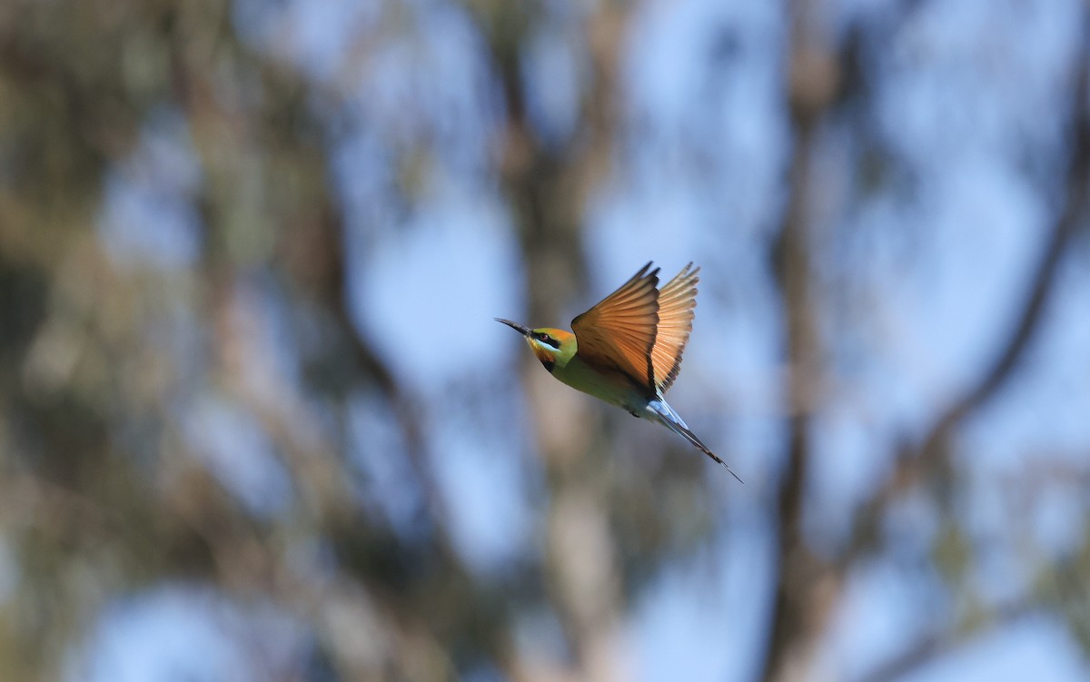 Rainbow Bee-eater - ML641375714