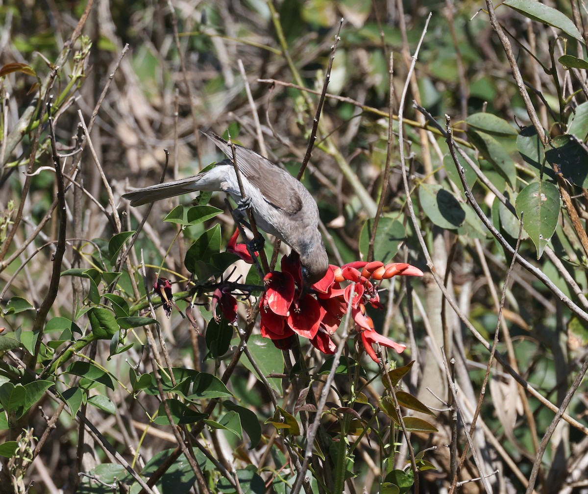 Little Friarbird - ML641375720