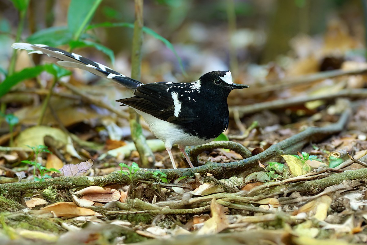 Spotted Forktail - ML641375735