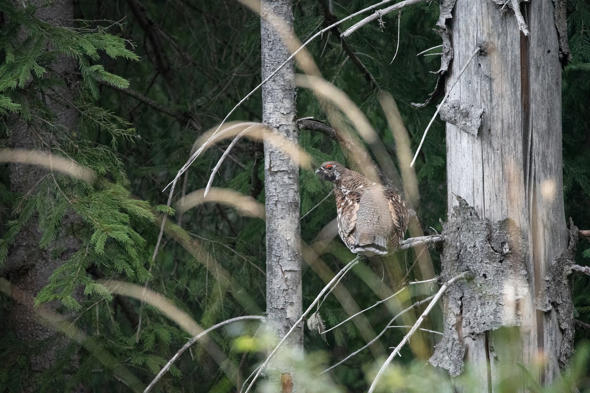 Hazel Grouse - ML641375762