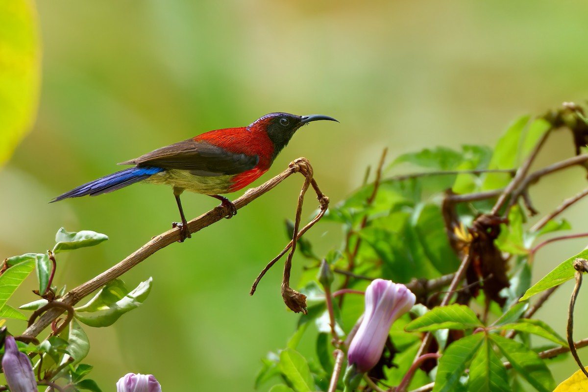 Black-throated Sunbird (Dalat) - ML641375768
