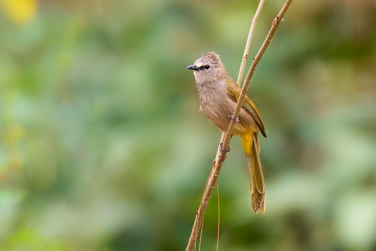 Flavescent Bulbul - ML641375772
