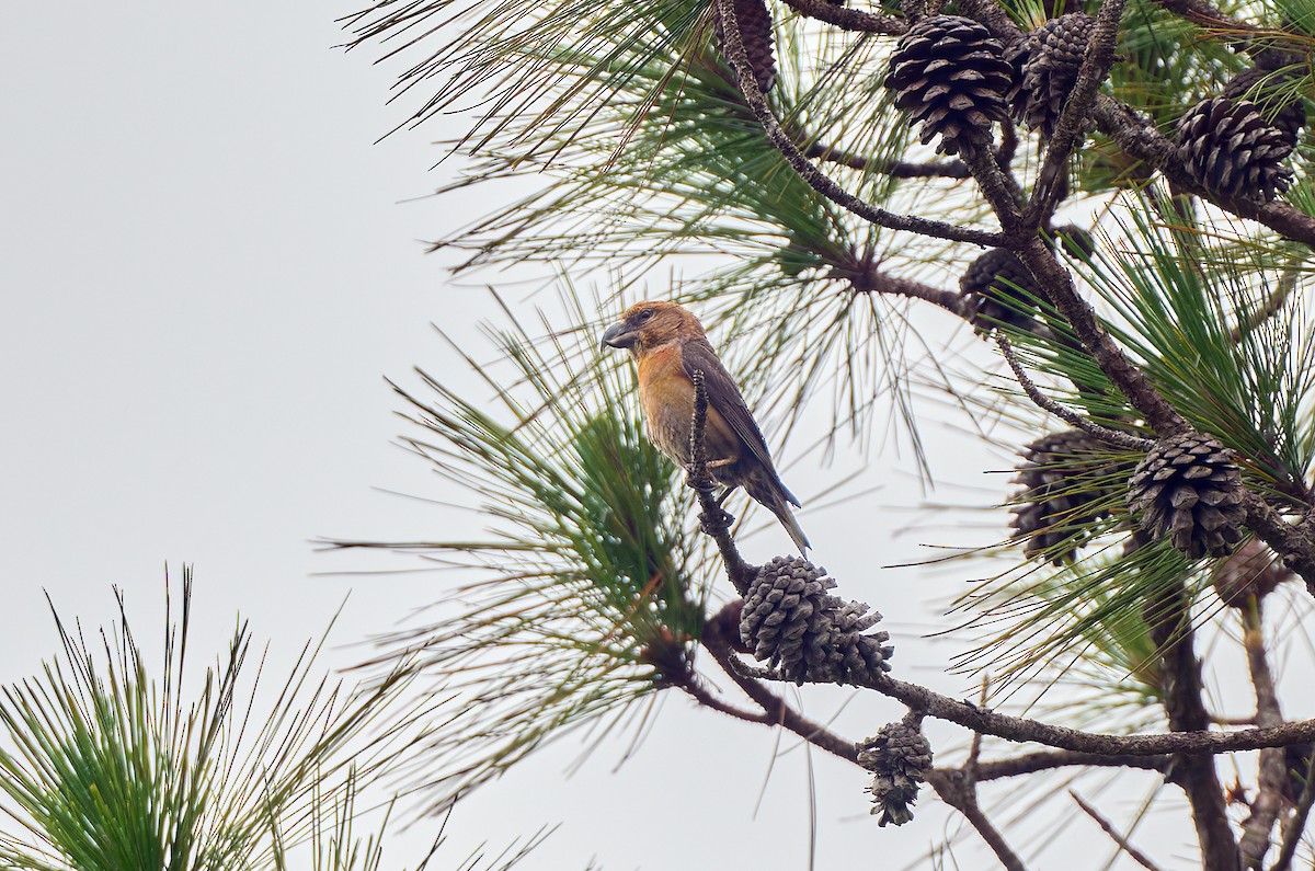 Red Crossbill (Dalat) - ML641375773