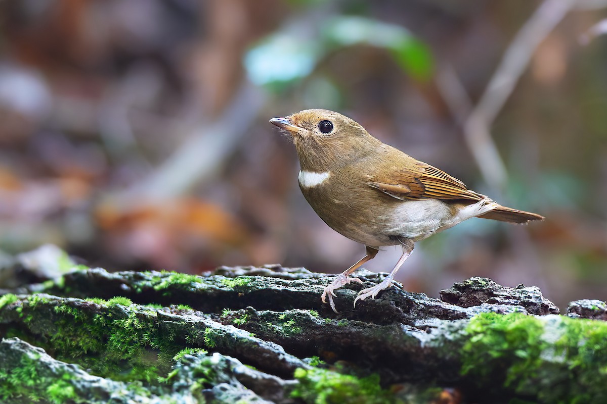 Davidblauschnäpper - ML641375787