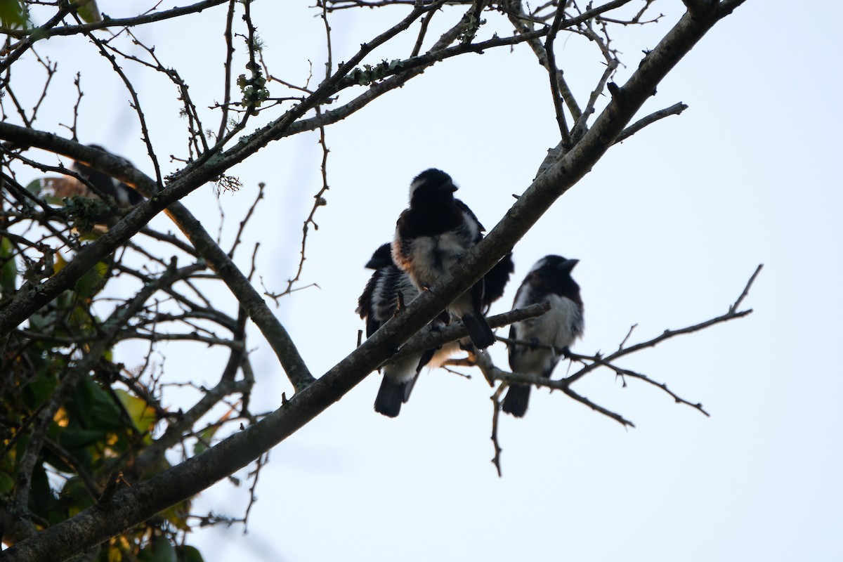 White-eared Barbet - ML641375802