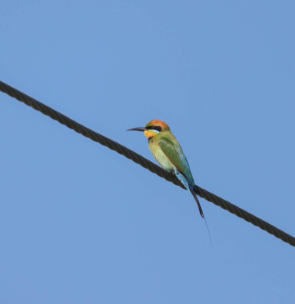 Rainbow Bee-eater - ML641375806