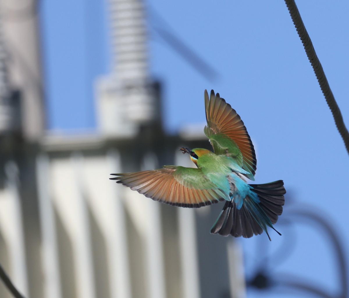 Rainbow Bee-eater - ML641375807